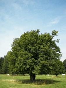 Carpinus betulus